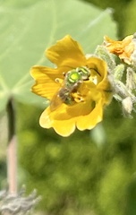 Agapostemon