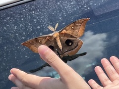 Antheraea polyphemus