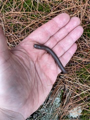 Narceus americanus