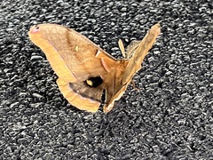 Antheraea polyphemus