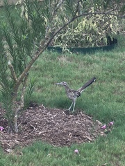 Geococcyx californianus