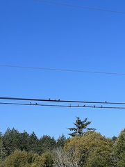 Hirundo rustica erythrogaster