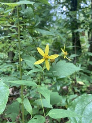 Helianthus strumosus