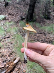 Pseudosperma sororium