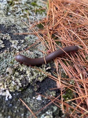 Narceus americanus