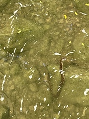 Nerodia sipedon pleuralis