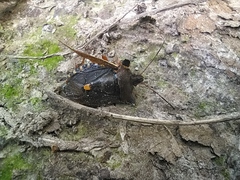 Pentatoma rufipes