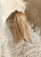 Mythimna