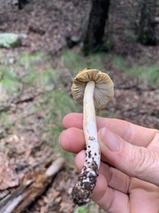 Pseudosperma sororium