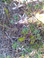 Indigofera praetermissa