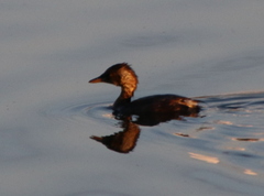 Tachybaptus ruficollis