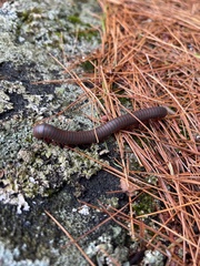 Narceus americanus