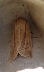 Mythimna