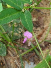 Desmodium perplexum
