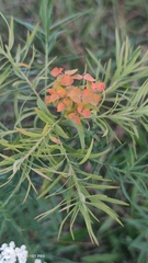 Euphorbia cyparissias