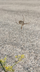Argiope lobata