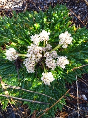 Arctopus echinatus
