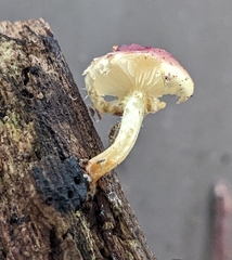 Pholiota polychroa