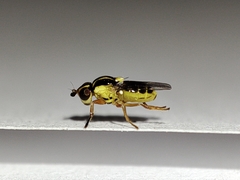 Thaumatomyia glabra