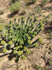 Euphorbia caput-medusae