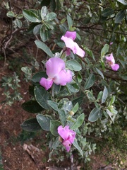 Podalyria calyptrata