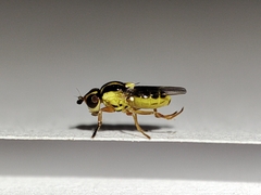 Thaumatomyia glabra
