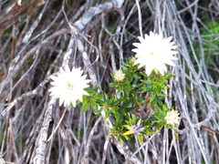 Phylica pubescens
