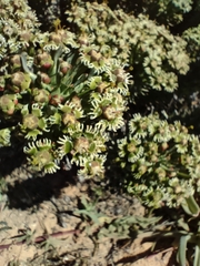 Euphorbia caput-medusae