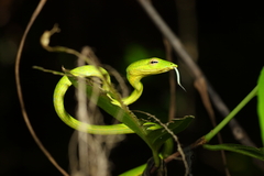 Ahaetulla prasina