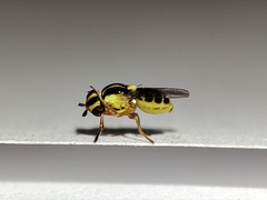 Thaumatomyia glabra