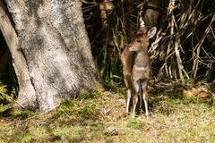 Tragelaphus sylvaticus sylvaticus