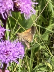 Polites themistocles