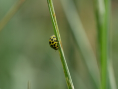 Psyllobora vigintiduopunctata