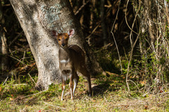 Tragelaphus sylvaticus sylvaticus