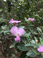 Podalyria calyptrata