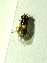Thaumatomyia glabra