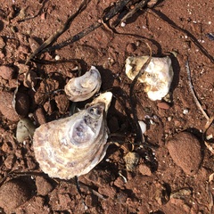 Crassostrea virginica