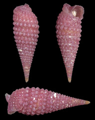 Mastonia rubra