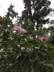 Podalyria calyptrata