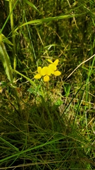 Lotus corniculatus