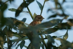 Emberiza schoeniclus