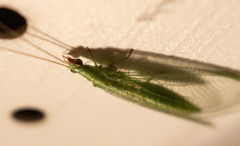 Chrysoperla rufilabris