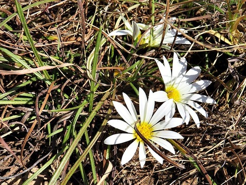 Gazania image