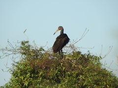 Aramus guarauna