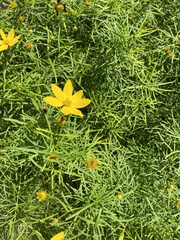 Coreopsis