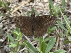 Erynnis