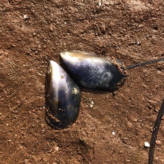 Mytilus edulis