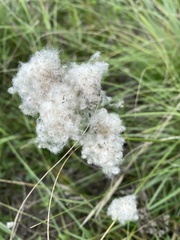 Anemone cylindrica