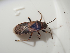 Arocatus melanocephalus