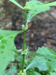 Lycopus americanus